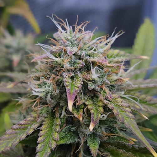 Night Owl LSO/Organics !. Week 9 - Chem 'N' Kush (Day 62)