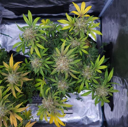 Night Owl LSO/Organics !. Week 9 - Instant Classik (Day 62)