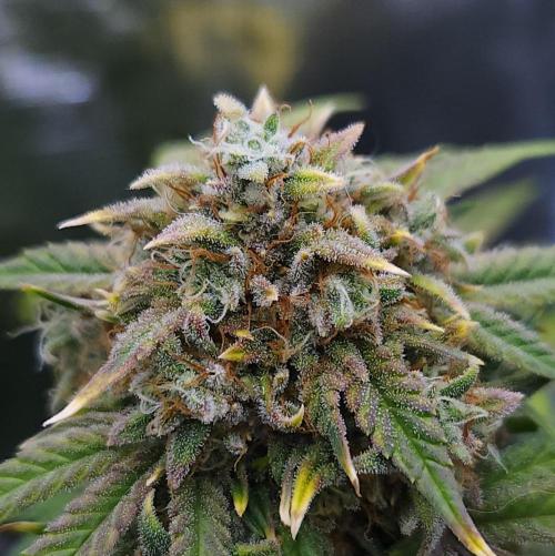 Night Owl LSO/Organics !. Week 9 - Instant Classik (Day 62)
