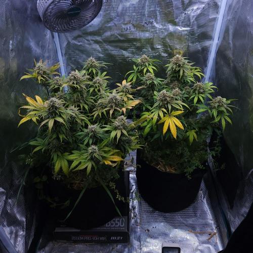 Night Owl LSO/Organics !. Week 9 - 07/02/26