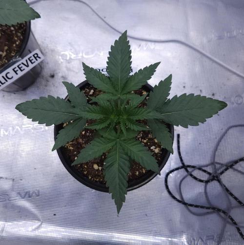Romdog/Garlic Fever LSO + Organics !. Week 3 - Romdog (Day 16)