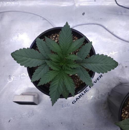 Romdog/Garlic Fever LSO + Organics !. Week 3 - Garlic Fever (Day 16)