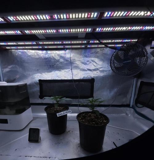 Romdog/Garlic Fever LSO + Organics !. Week 3 - 07/03/26
