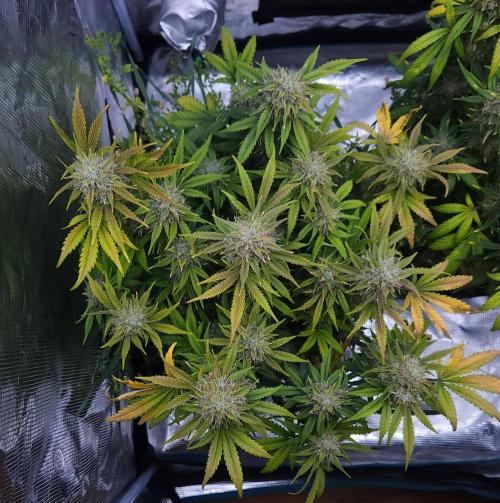 Night Owl LSO/Organics !. Week 10 - Chem 'N' Kush (Day 63)