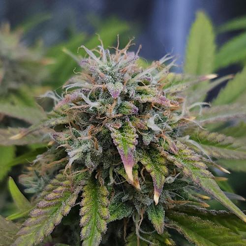 Night Owl LSO/Organics !. Week 10 - Chem 'N' Kush (Day 63)