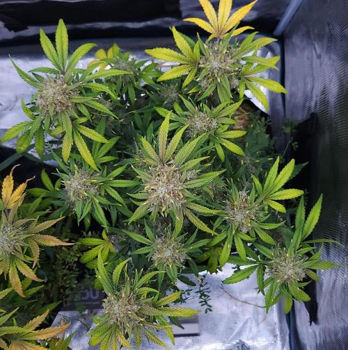 Night Owl LSO/Organics !. Week 10 - Instant Classik (Day 63)