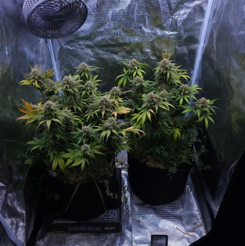 Night Owl LSO/Organics !. Week 10 - 07/03/26