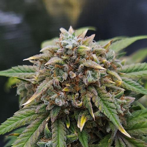 Night Owl LSO/Organics !. Week 10 - Instant Classik (Day 63)
