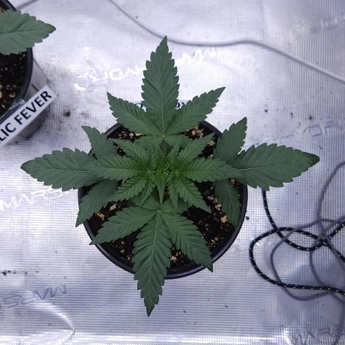 Romdog/Garlic Fever LSO + Organics !. Week 3 - Romdog (Day 17)