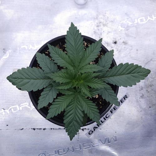Romdog/Garlic Fever LSO + Organics !. Week 3 - Garlic Fever (Day 17)