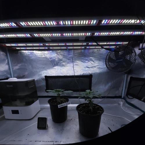 Romdog/Garlic Fever LSO + Organics !. Week 3 - 07/04/26