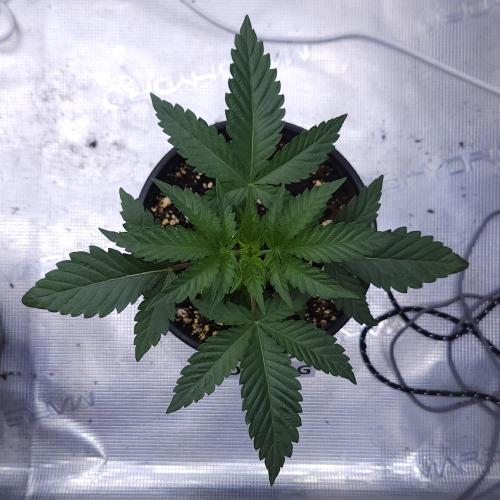 Romdog/Garlic Fever LSO + Organics !. Week 3 - Romdog (Day 18)