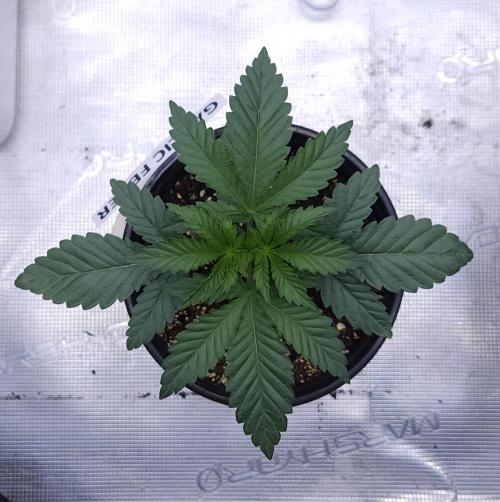 Romdog/Garlic Fever LSO + Organics !. Week 3 - Garlic Fever (Day 18)
