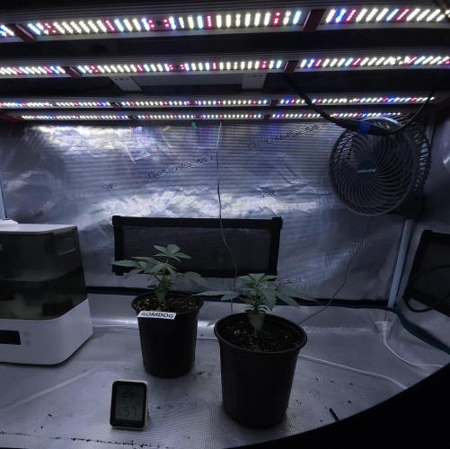 Romdog/Garlic Fever LSO + Organics !. Week 3 - 07/05/26