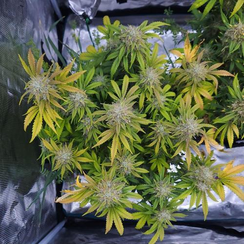 Night Owl LSO/Organics !. Week 10 - Chem 'N' Kush (Day 64)