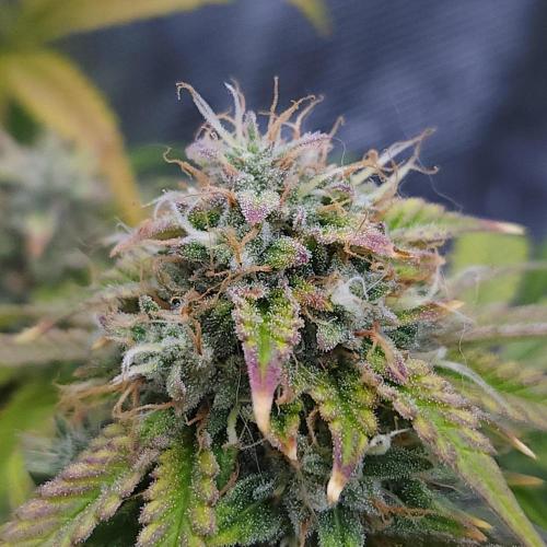 Night Owl LSO/Organics !. Week 10 - Chem 'N' Kush (Day 64)