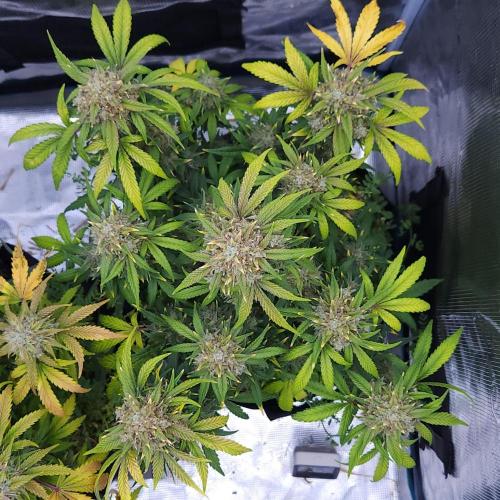 Night Owl LSO/Organics !. Week 10 - Instant Classik (Day 64)