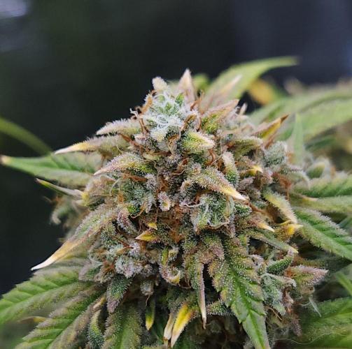 Night Owl LSO/Organics !. Week 10 - Instant Classik (Day 64)