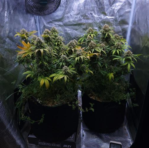 Night Owl LSO/Organics !. Week 10 - 07/04/26