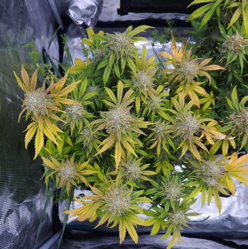 Night Owl LSO/Organics !. Week 10 - Chem 'N' Kush (Day 65)