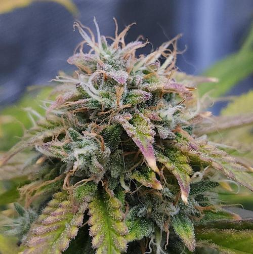 Night Owl LSO/Organics !. Week 10 - Chem 'N' Kush (Day 65)