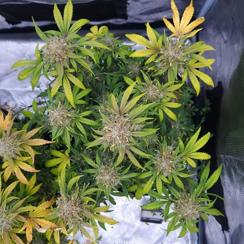 Night Owl LSO/Organics !. Week 10 - Instant Classik (Day 65)