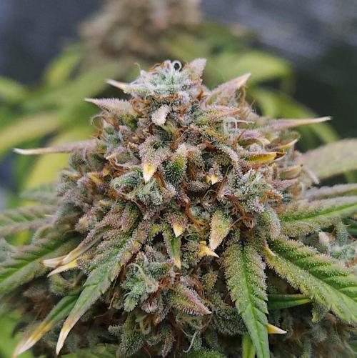 Night Owl LSO/Organics !. Week 10 - Instant Classik (Day 65)