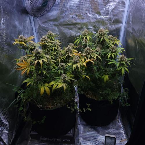 Night Owl LSO/Organics !. Week 10 - 07/05/26
