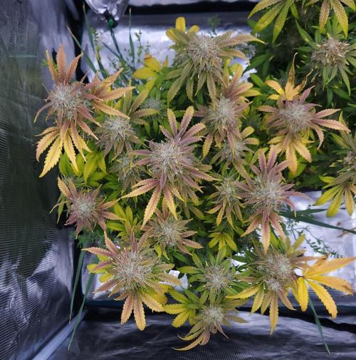 Night Owl LSO/Organics !. Week 10 - Chem 'N' Kush (Day 66)