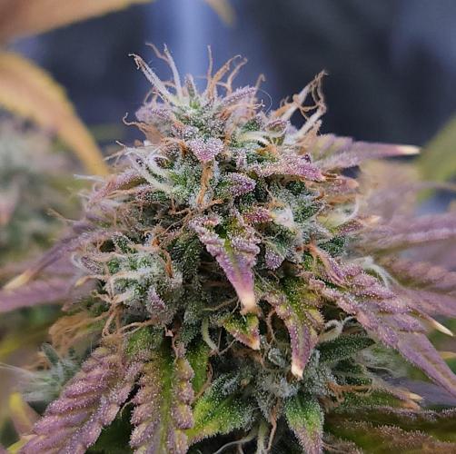 Night Owl LSO/Organics !. Week 10 - Chem 'N' Kush (Day 66)