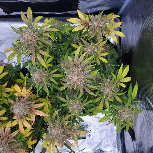 Night Owl LSO/Organics !. Week 10 - Instant Classik (Day 66)
