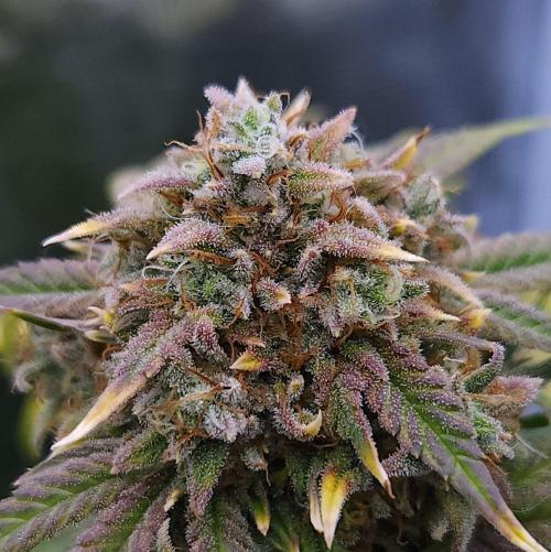 Night Owl LSO/Organics !. Week 10 - Instant Classik (Day 66)