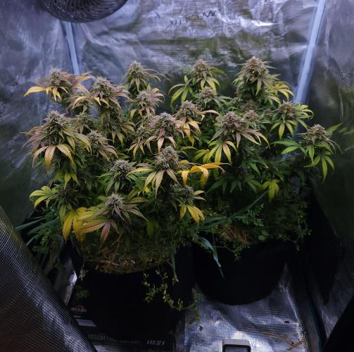 Night Owl LSO/Organics !. Week 10 - 07/06/26