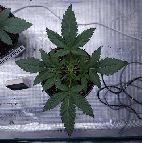 Romdog/Garlic Fever LSO + Organics !. Week 3 - Romdog (Day 19)