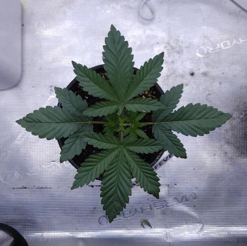 Romdog/Garlic Fever LSO + Organics !. Week 3 - Garlic Fever (Day 19)