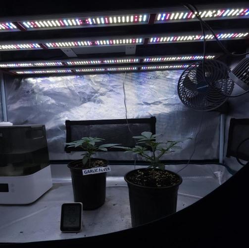 Romdog/Garlic Fever LSO + Organics !. Week 3 - 07/06/26