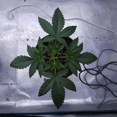 Romdog/Garlic Fever LSO + Organics !. Week 3 - Romdog (Day 20)