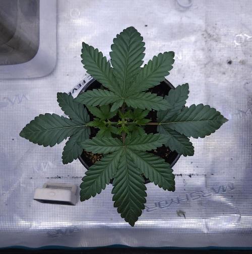 Romdog/Garlic Fever LSO + Organics !. Week 3 - Garlic Fever (Day 20)