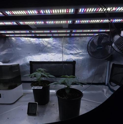 Romdog/Garlic Fever LSO + Organics !. Week 3 - 07/07/26