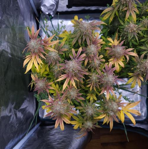 Night Owl LSO/Organics !. Week 10 - Chem 'N' Kush (Day 67)