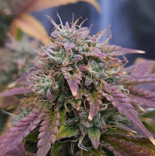 Night Owl LSO/Organics !. Week 10 - Chem 'N' Kush (Day 67)