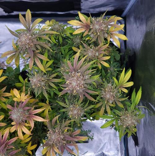 Night Owl LSO/Organics !. Week 10 - Instant Classik (Day 67)