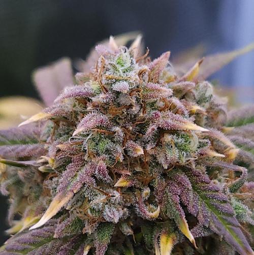 Night Owl LSO/Organics !. Week 10 - Instant Classik (Day 67)