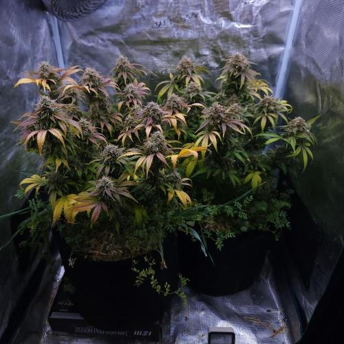 Night Owl LSO/Organics !. Week 10 - 07/07/26