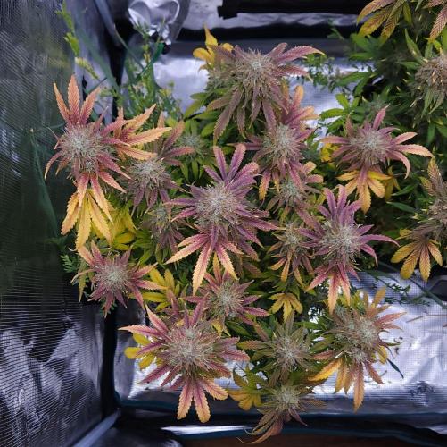 Night Owl LSO/Organics !. Week 10 - Chem 'N' Kush (Day 68)