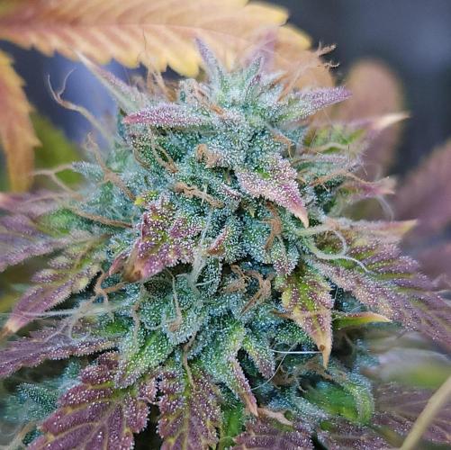 Night Owl LSO/Organics !. Week 10 - Chem 'N' Kush (Day 68)