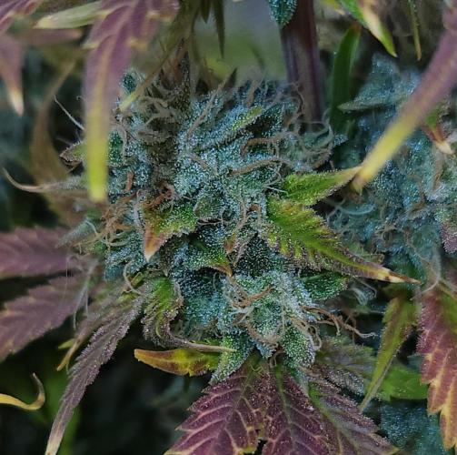 Night Owl LSO/Organics !. Week 10 - Chem 'N' Kush (Day 68)