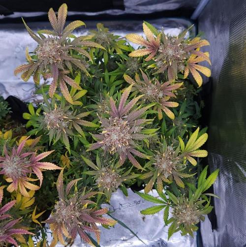 Night Owl LSO/Organics !. Week 10 - Instant Classik (Day 68)