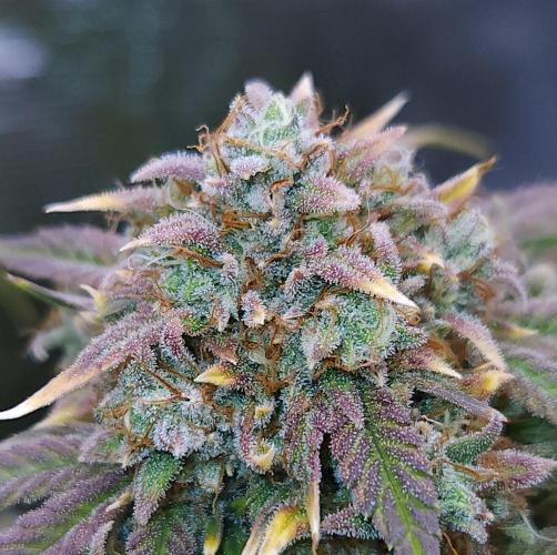 Night Owl LSO/Organics !. Week 10 - Instant Classik (Day 68)