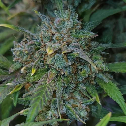 Night Owl LSO/Organics !. Week 10 - Instant Classik (Day 68)